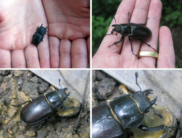 Stag Beetles