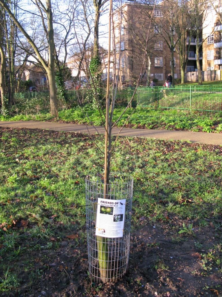 The Howgate Wonder apple tree