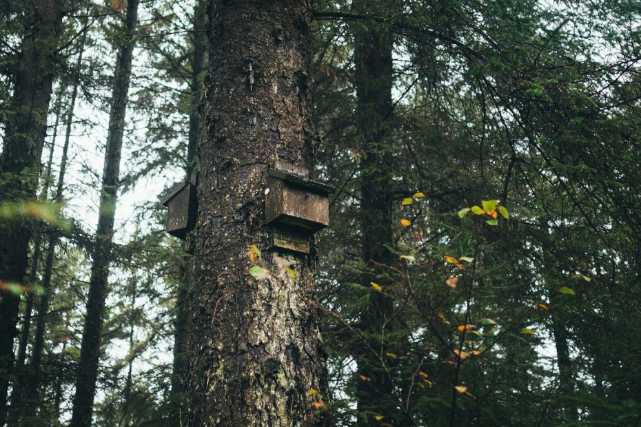 Bat box installed on tree trunk