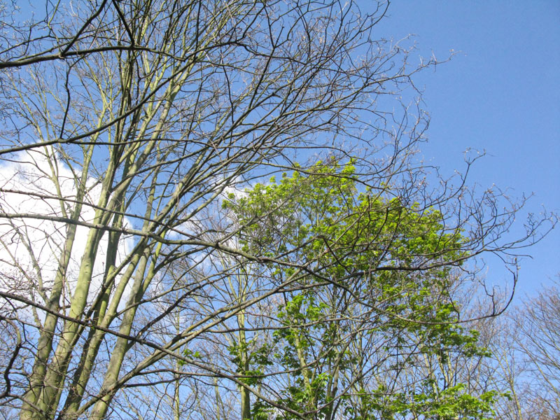 Trees in Dog Kennel Hill Wood