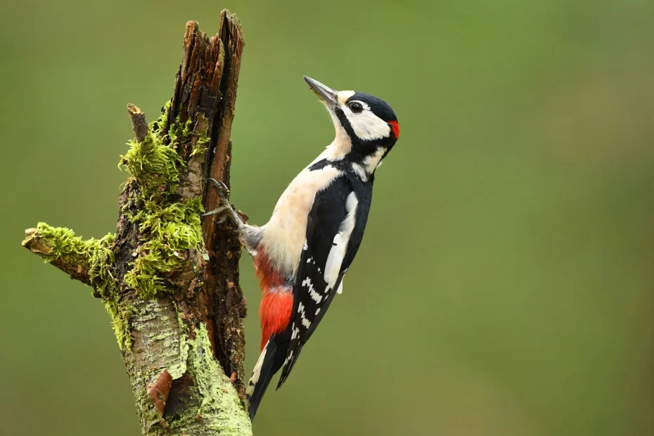 Great spotted woodpecker on a tree - taken from the RSPB website.